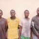Adamawa Police Arrest 4 Suspects for Cattle Theft and Animal Cruelty